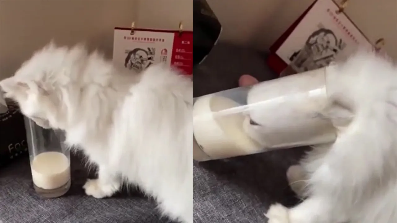 Котейка добрался до молока в стакане.