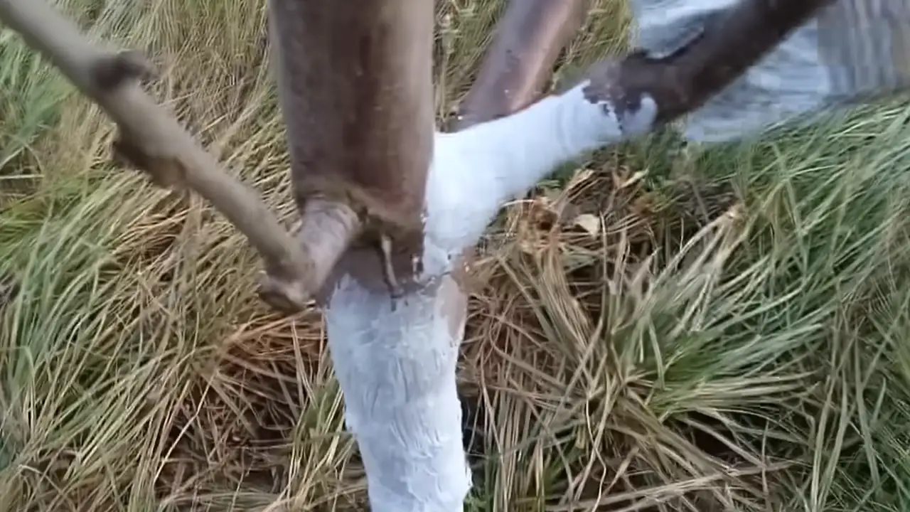 Побелка деревьев в октябре 