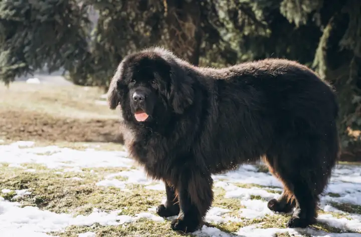 Ньюфаундленд Ньюфаундленд