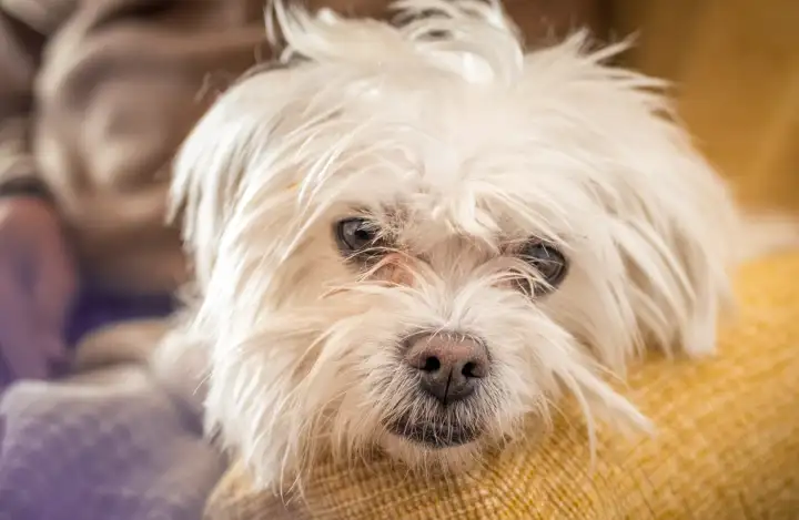 Гаванский бишон Гаванский бишон