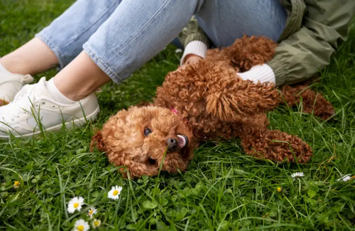 Пудель Пудель