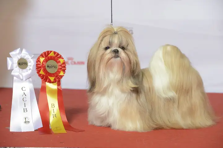 Ши-тцу́ Ши-тцу́