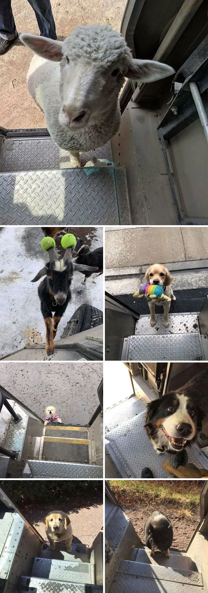 Жмвотные, которых встретили водители на своем пути.