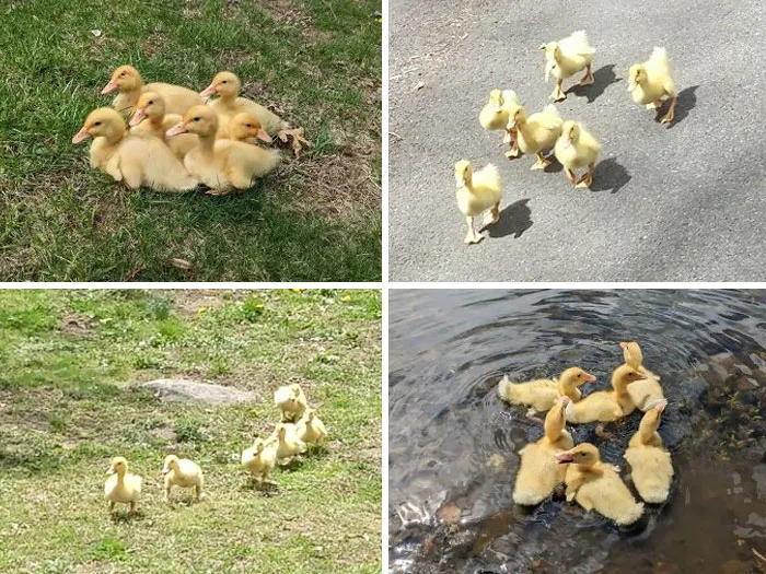 «Вчера я проводил шесть потерянных утят обратно к их маме».