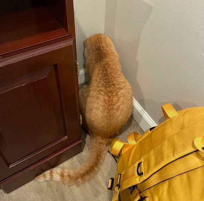 «Я сказал ему перестать есть пластик, и он перестал. Теперь выглядит искренне грустным».