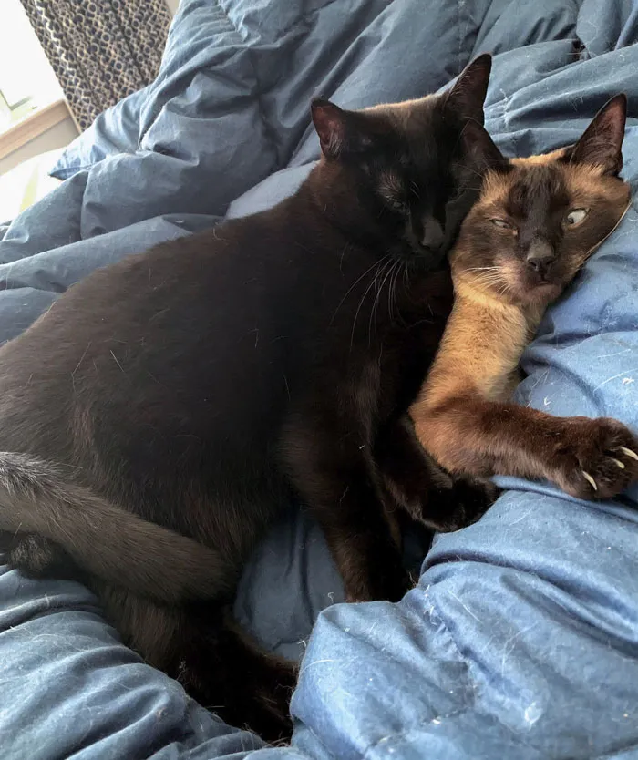 «Лучшая подушка — это (недовольный) друг».