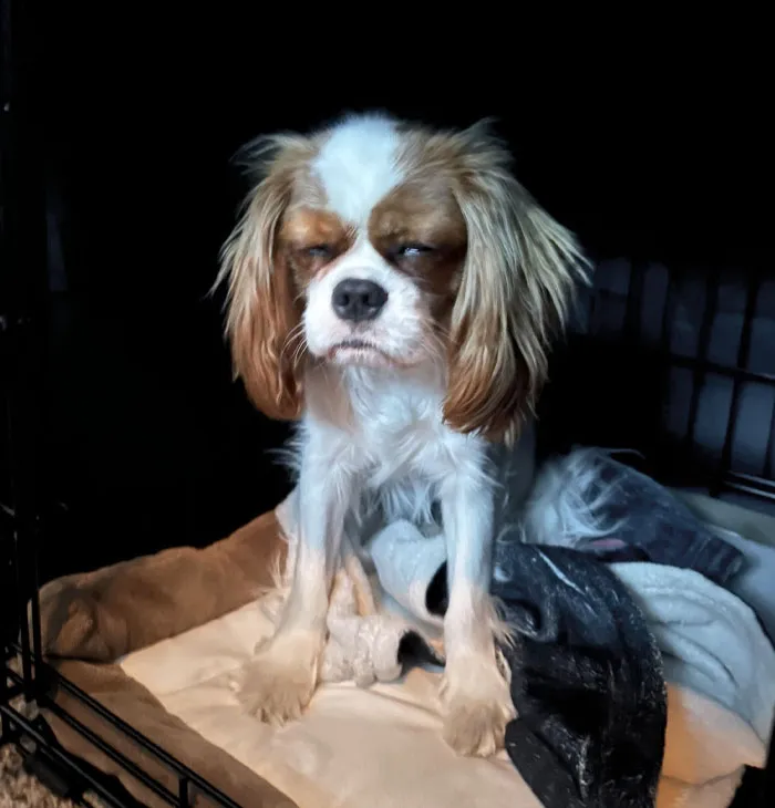 «Он был зол на то, что проснулся, поэтому разбудил и меня тоже».