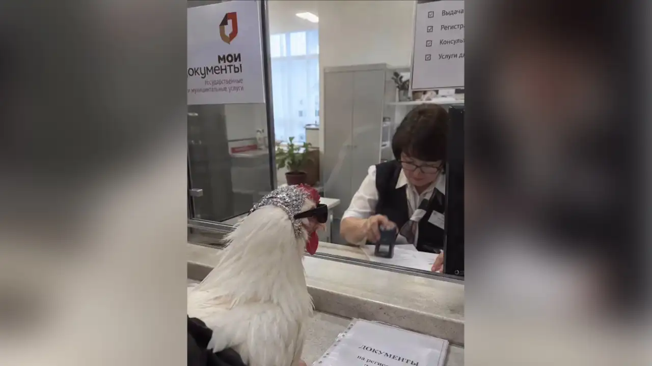 Россияне идут в МФЦ с курами.
