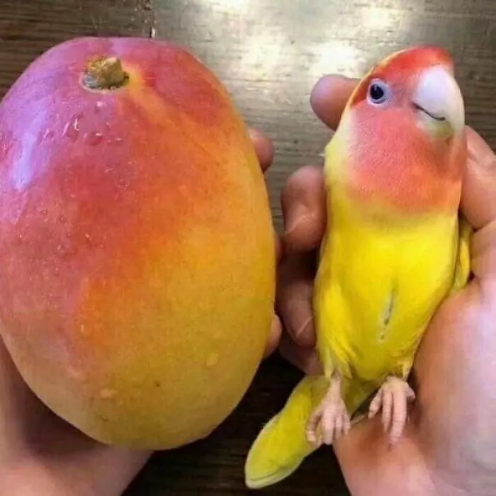 Два манго. Одно из них чирикает.