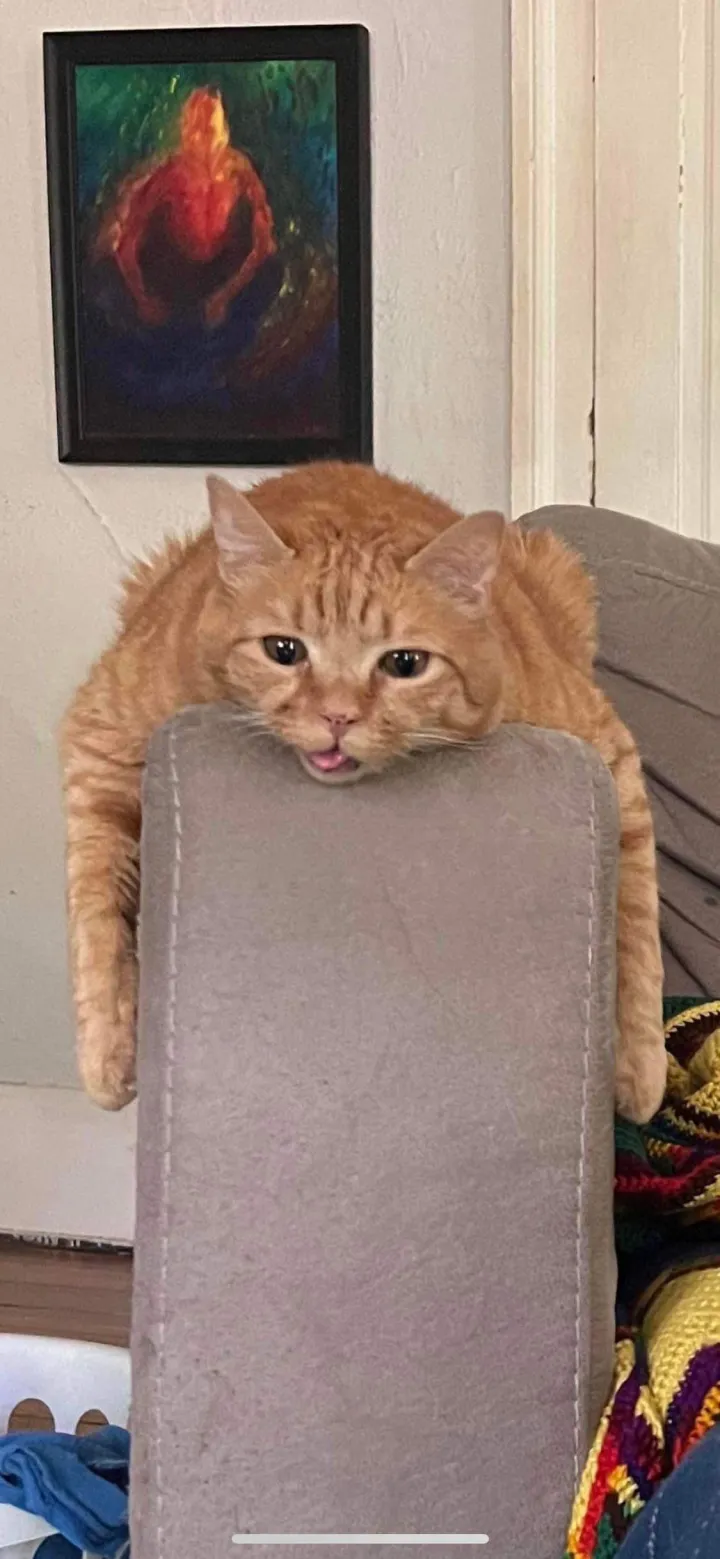 «Это мой мальчик Локи».