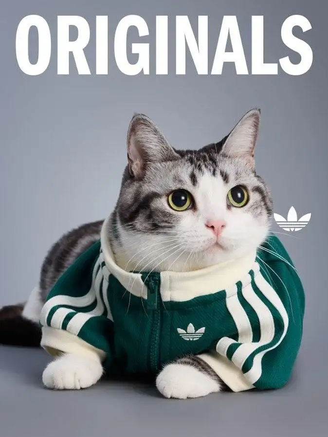 Котик в олимпийке.