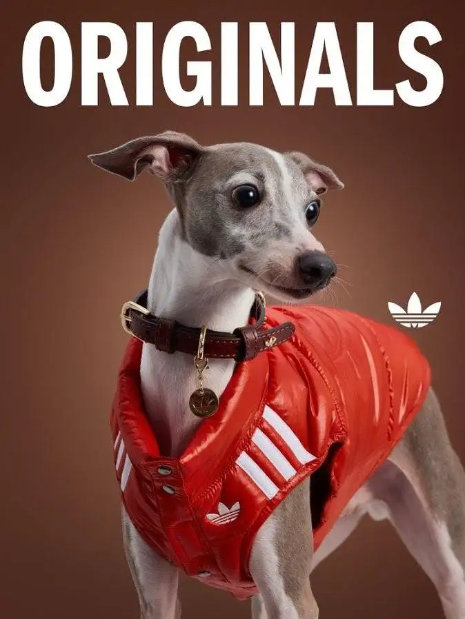 Песик с жилетке.