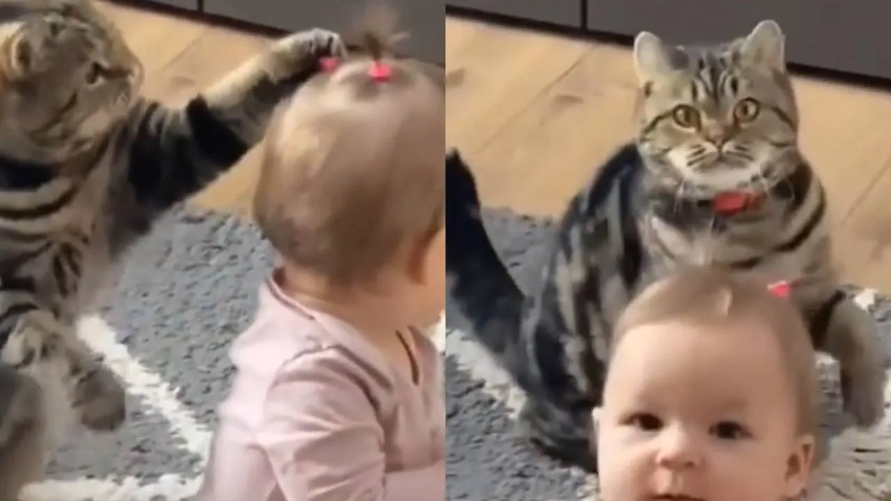 Котик играет с девочкой.