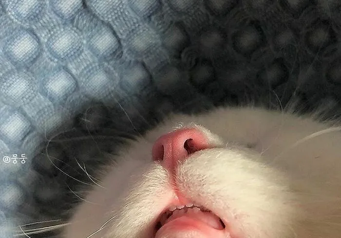 Эти малипусечные зубки восхитительны.