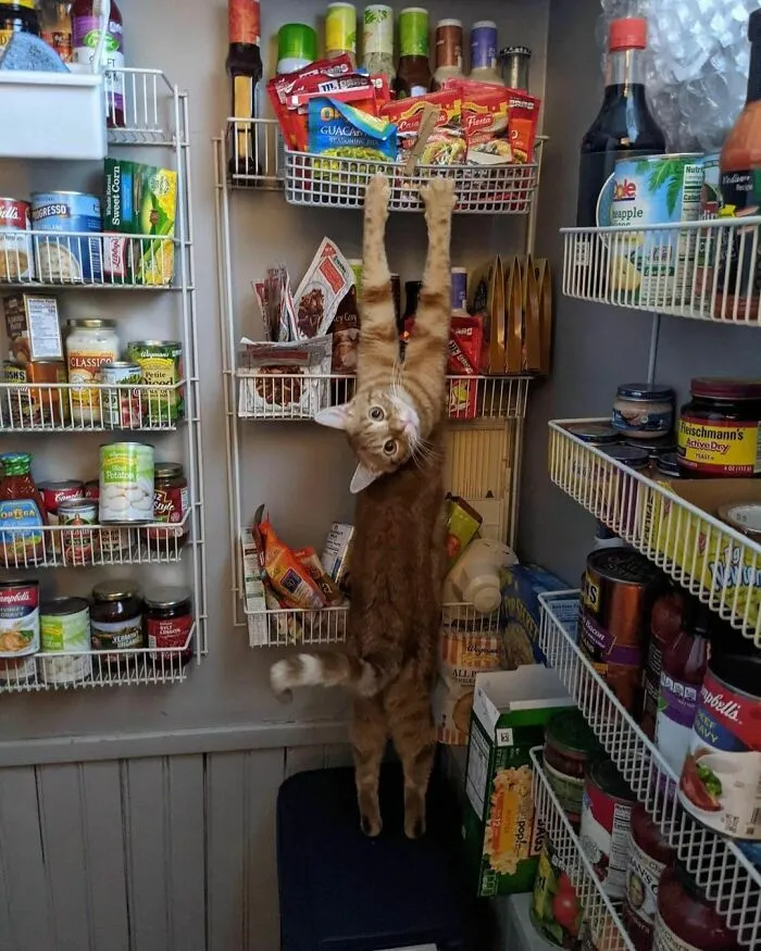 «Человек, достань специи».