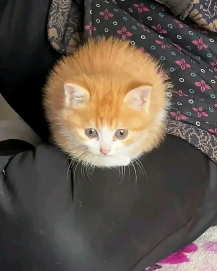 Пушистый шарик с глазками.