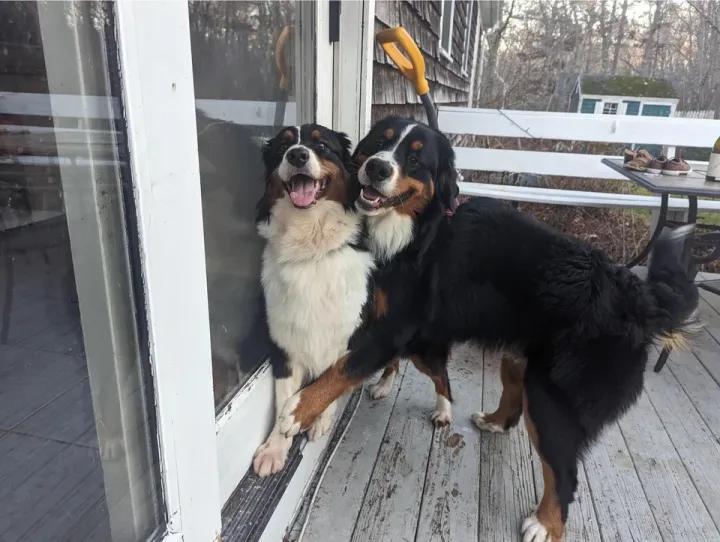 «Мой 8-месячный щенок наконец нашел друга, когда мои родители усыновили 1,5-летнего австралийца».