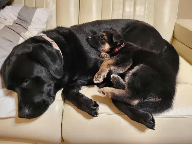 «Я думаю, можно с уверенностью сказать, что они любят друг друга».