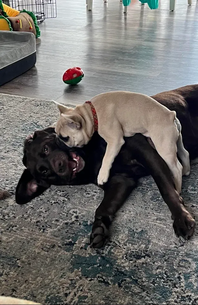 «Теперь  они лучшие друзья».