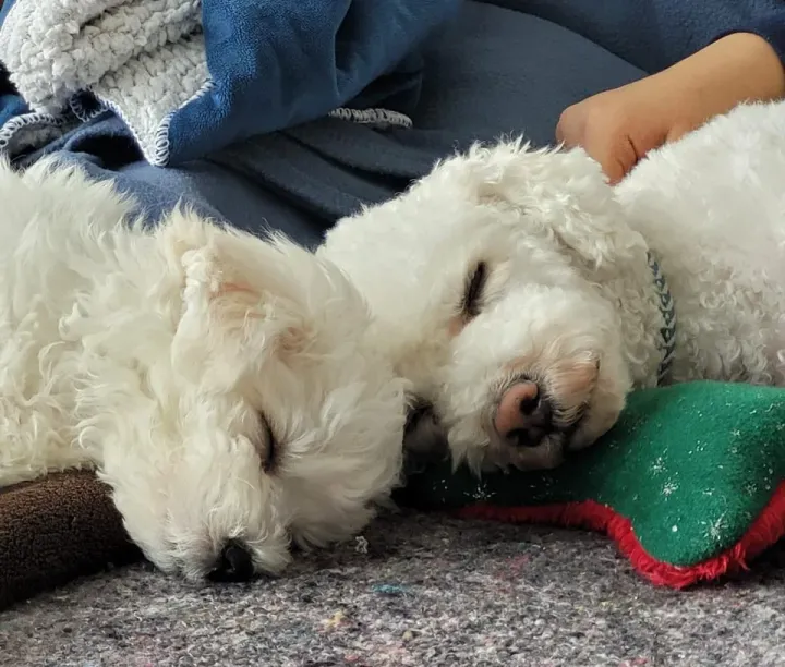 «Олаф и его младший брат Дубен впервые вместе дремлют!»