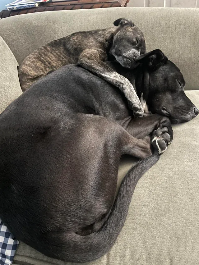 «Можно с уверенностью сказать…. Мэйбл любит своего младшего брата Бастера».