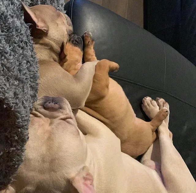 «Когда у моей собаки родился щенок».