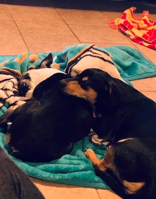 «Наш щенок со старым псом».