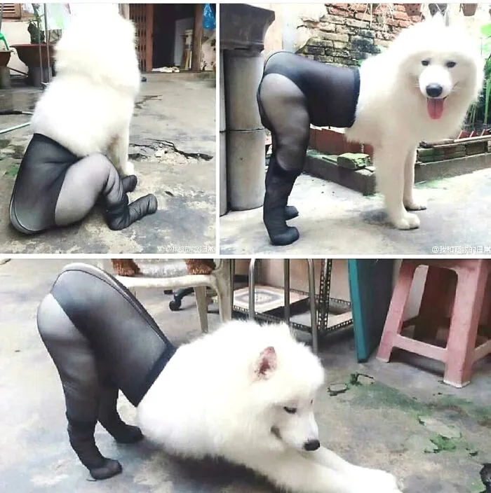 Бедная собака.