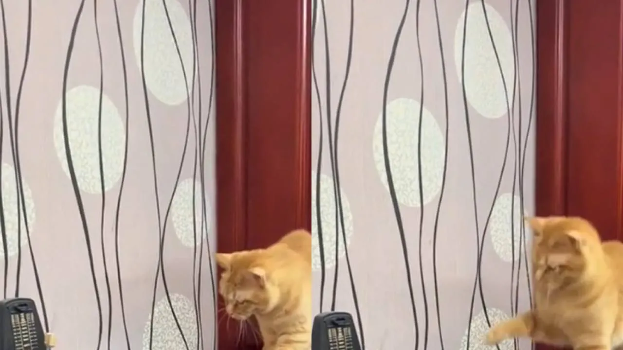 Кот и метроном.