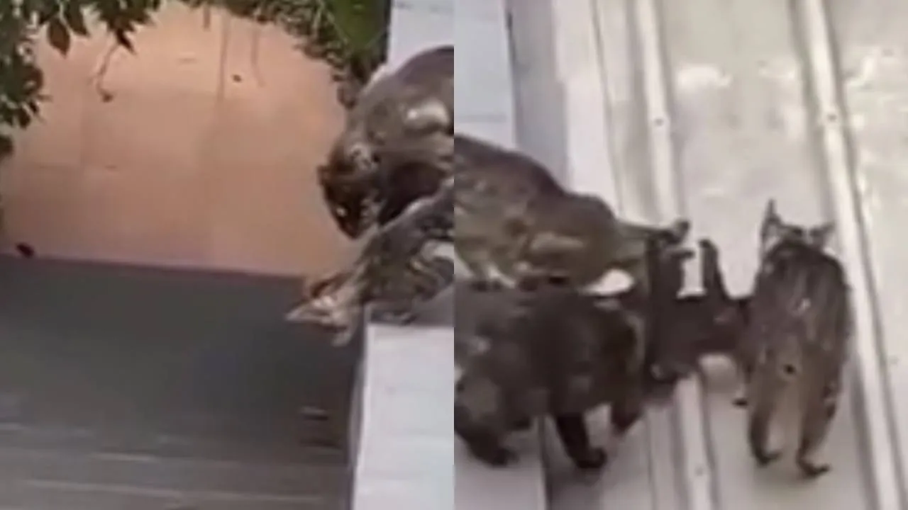 Семья кошек помогает котенку.