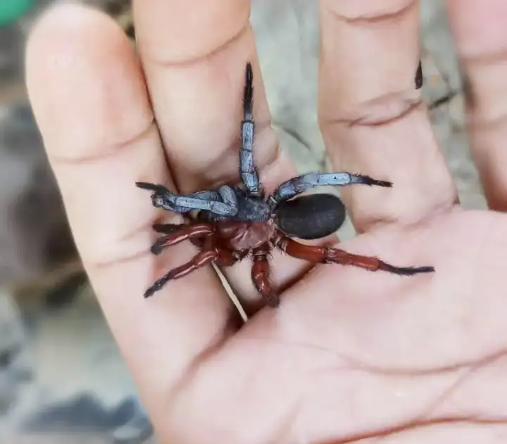 Найденный паук.