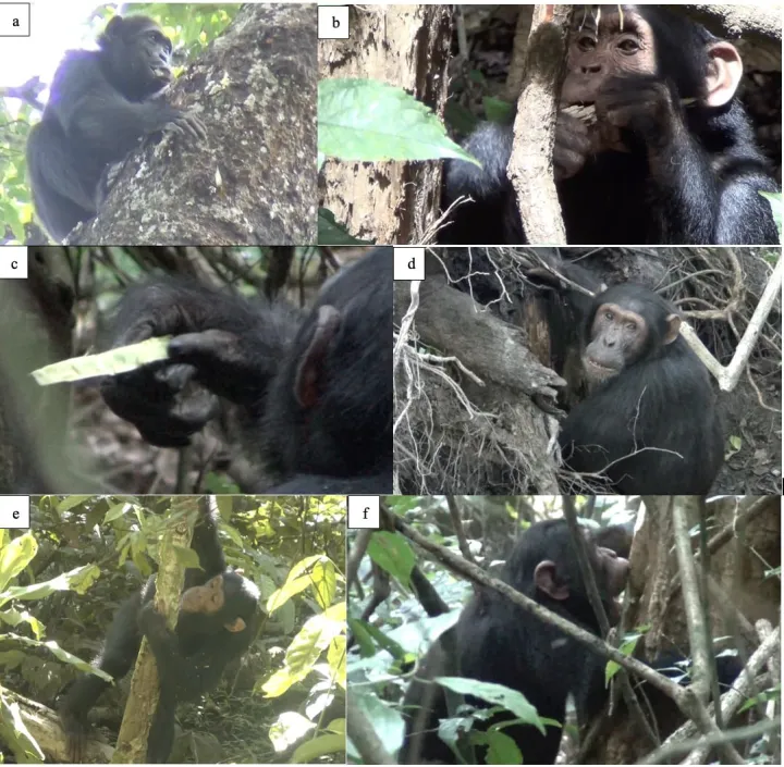 Шимпанзе выбирали разные растения, которые помогают от артрита, геморроя или общего воспаления.