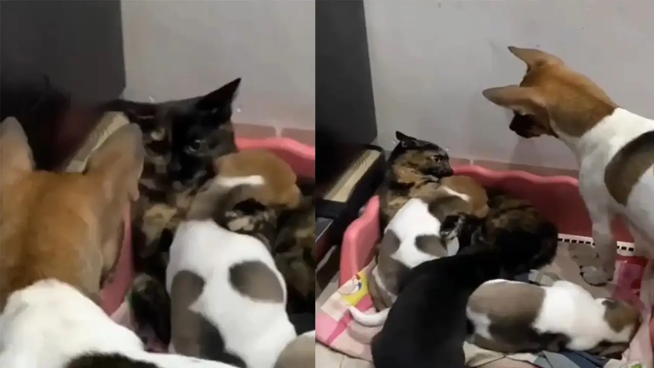 Кошка со щенками и их мамой.