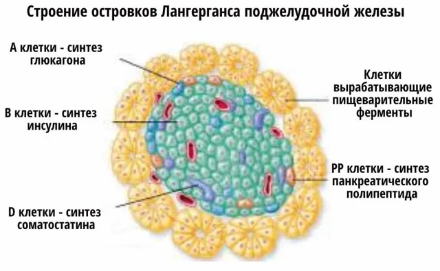 Новая методика восстанавливает островки Лангерганса в теле больного диабетом.