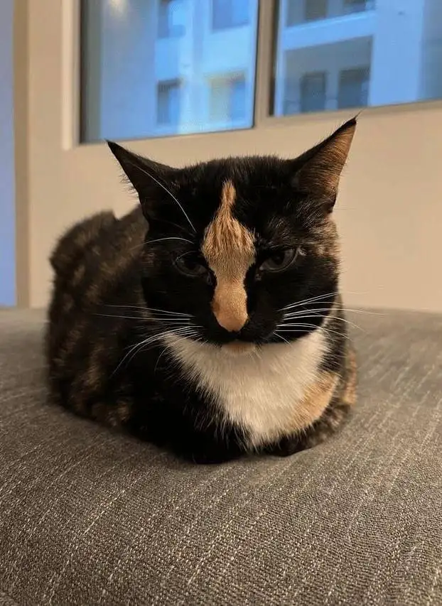 Кот с необычным окрасом.