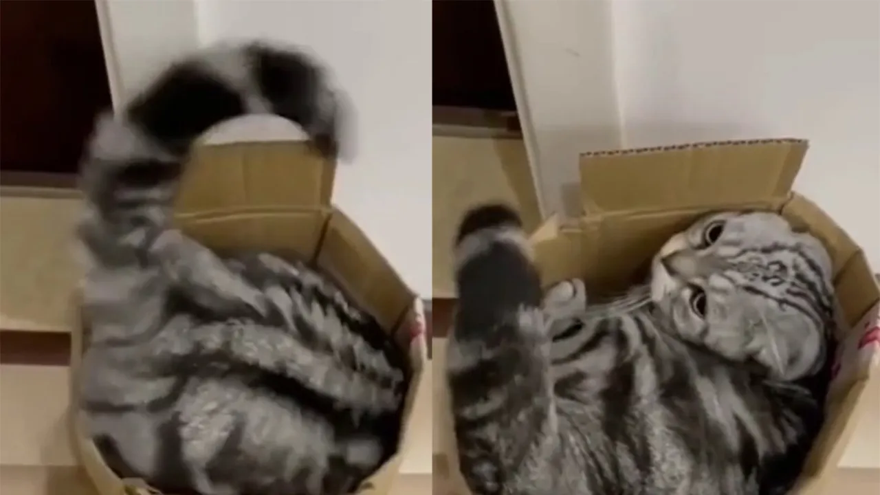 Кот и коробка.