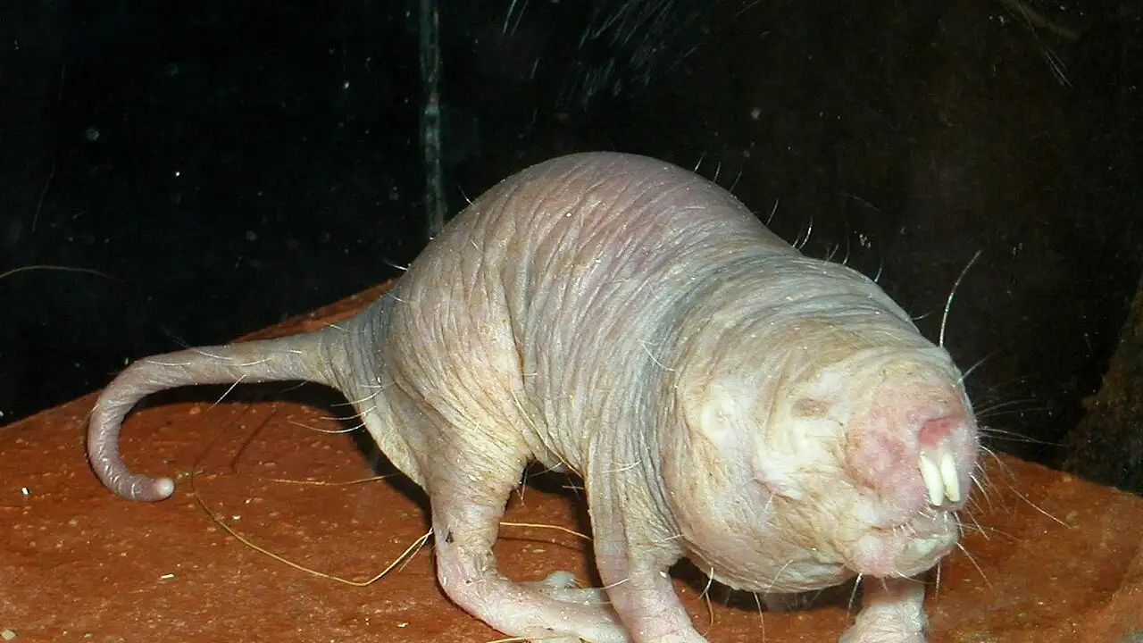 © Roman Klementschitz/Wikipedia