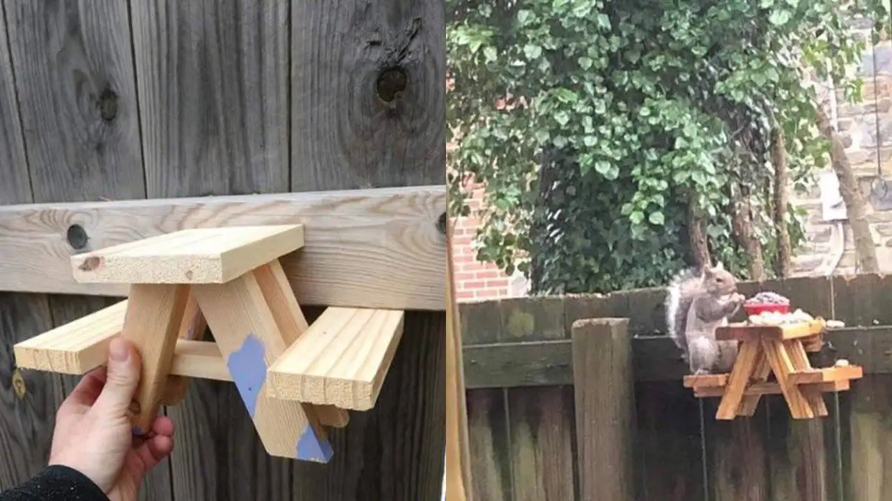 Беличье кафе.