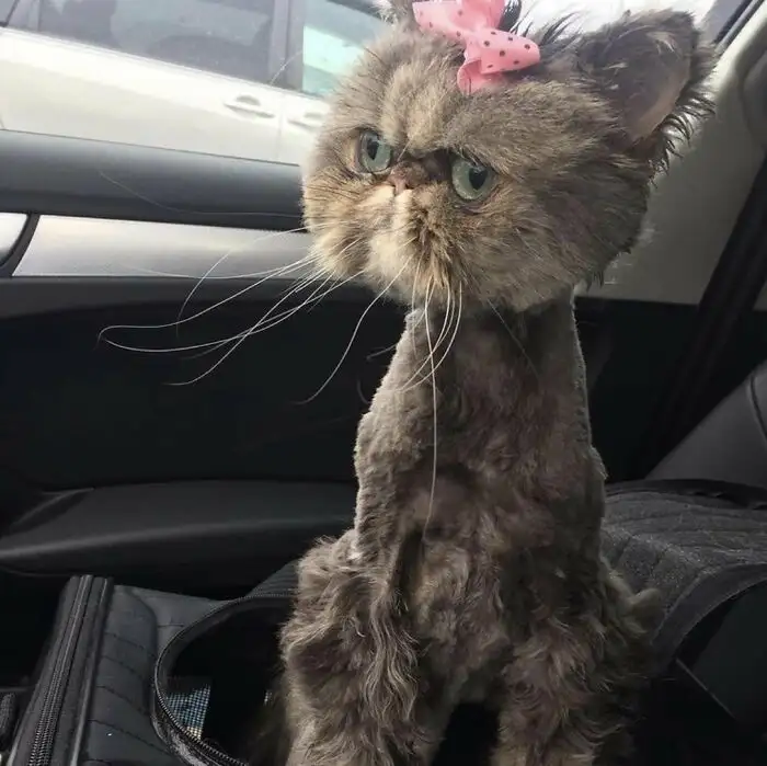 Кошачий стилист явно был не в себе. Кошачий стилист явно был не в себе.