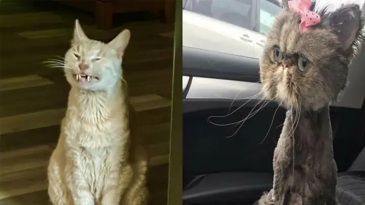 Коты на дне: подборка неудачных фото самых элегантных существ на планете