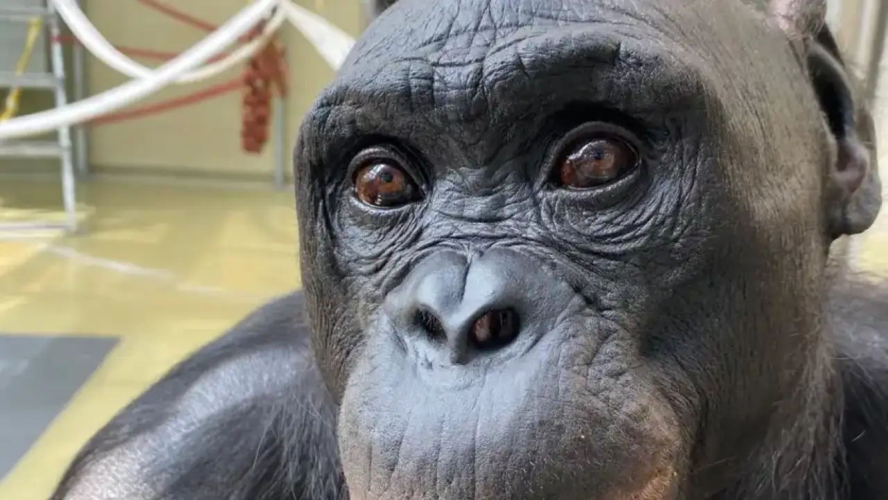 Бонобо Канзи.