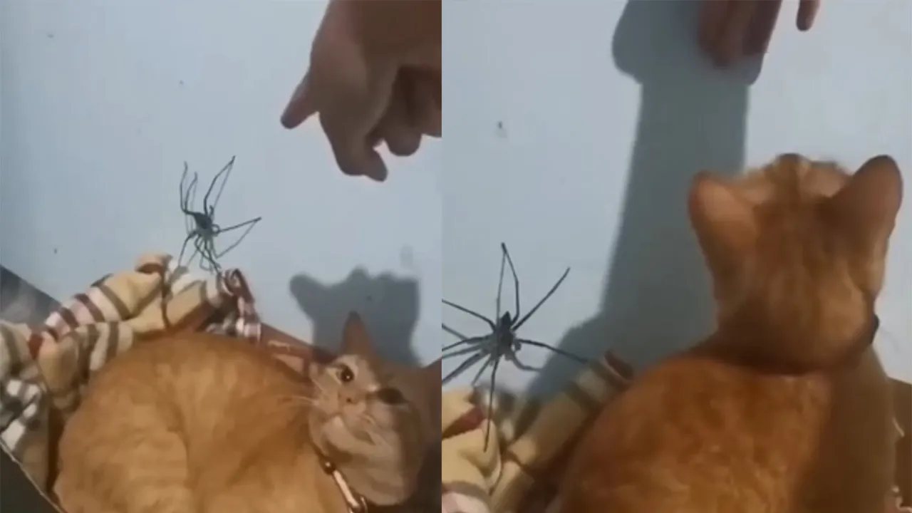 Игнорирующий паука кот.