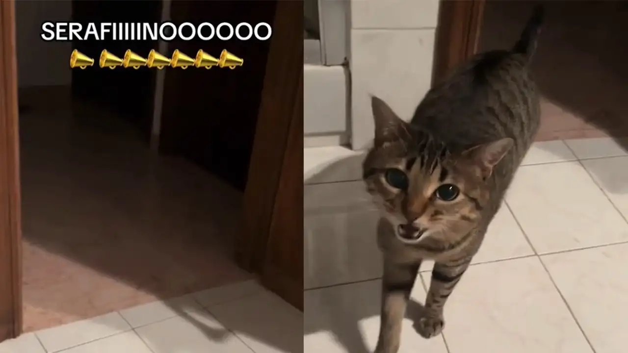 Кот Серафино.