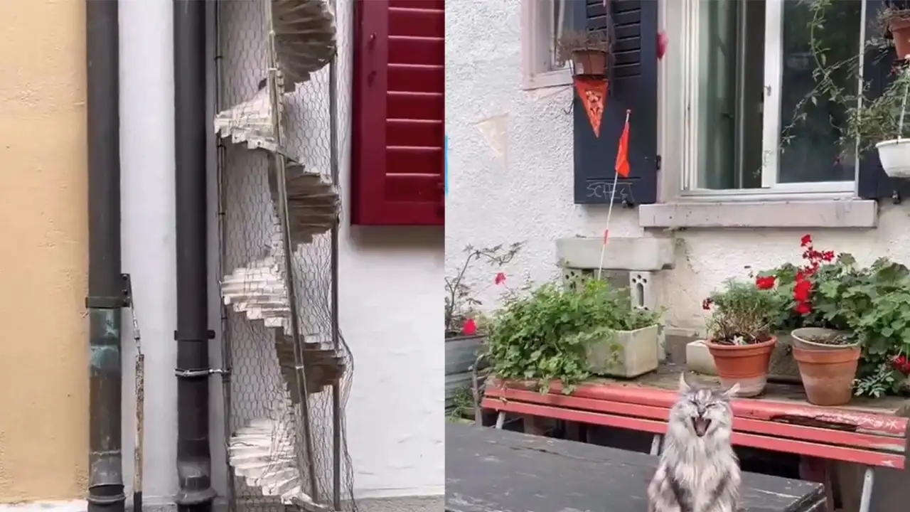 Кошачья лесенка и кот.