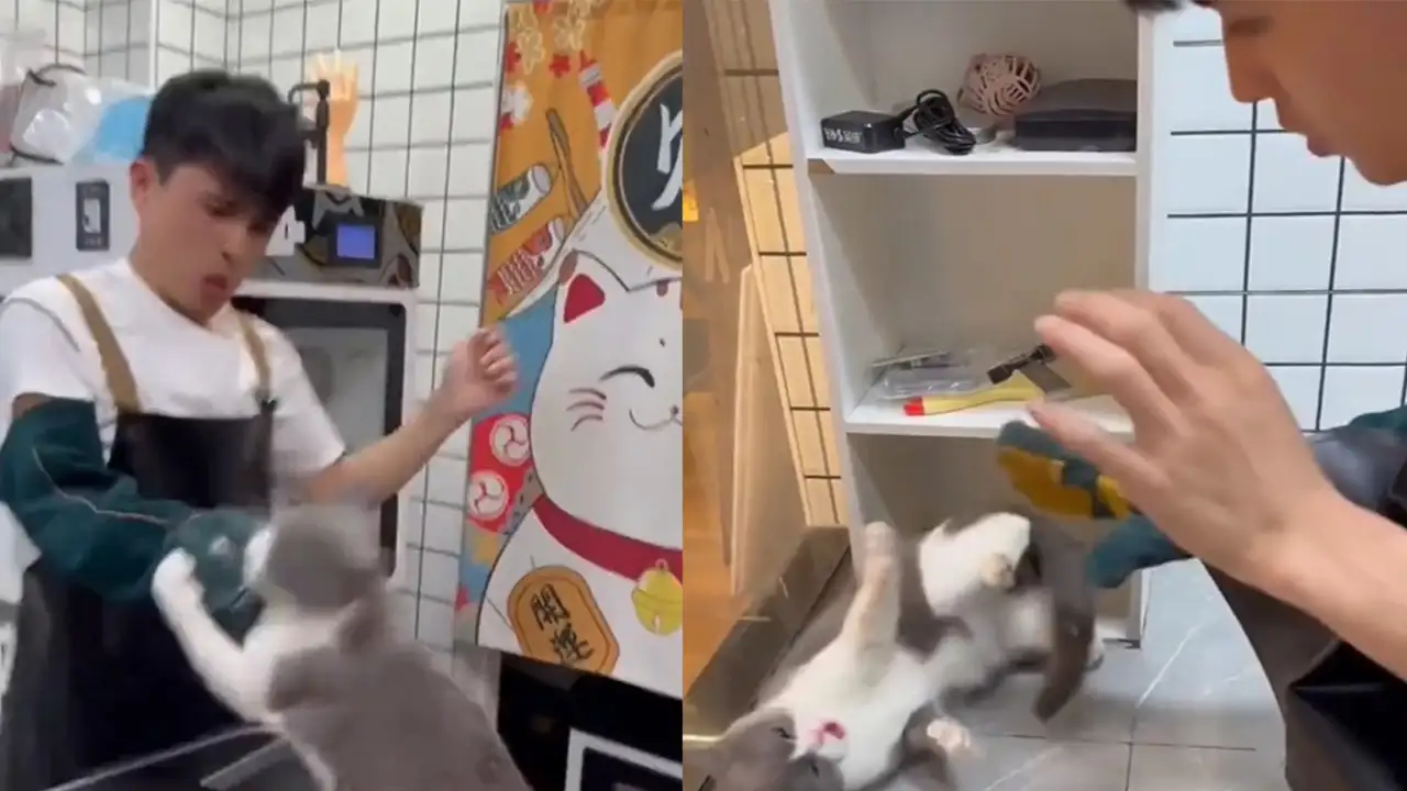 Эпичная стрижка когтей.