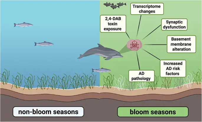 Исследование связывает аномалии развития мозга у дельфинов с токсичным цветением водорослей.
