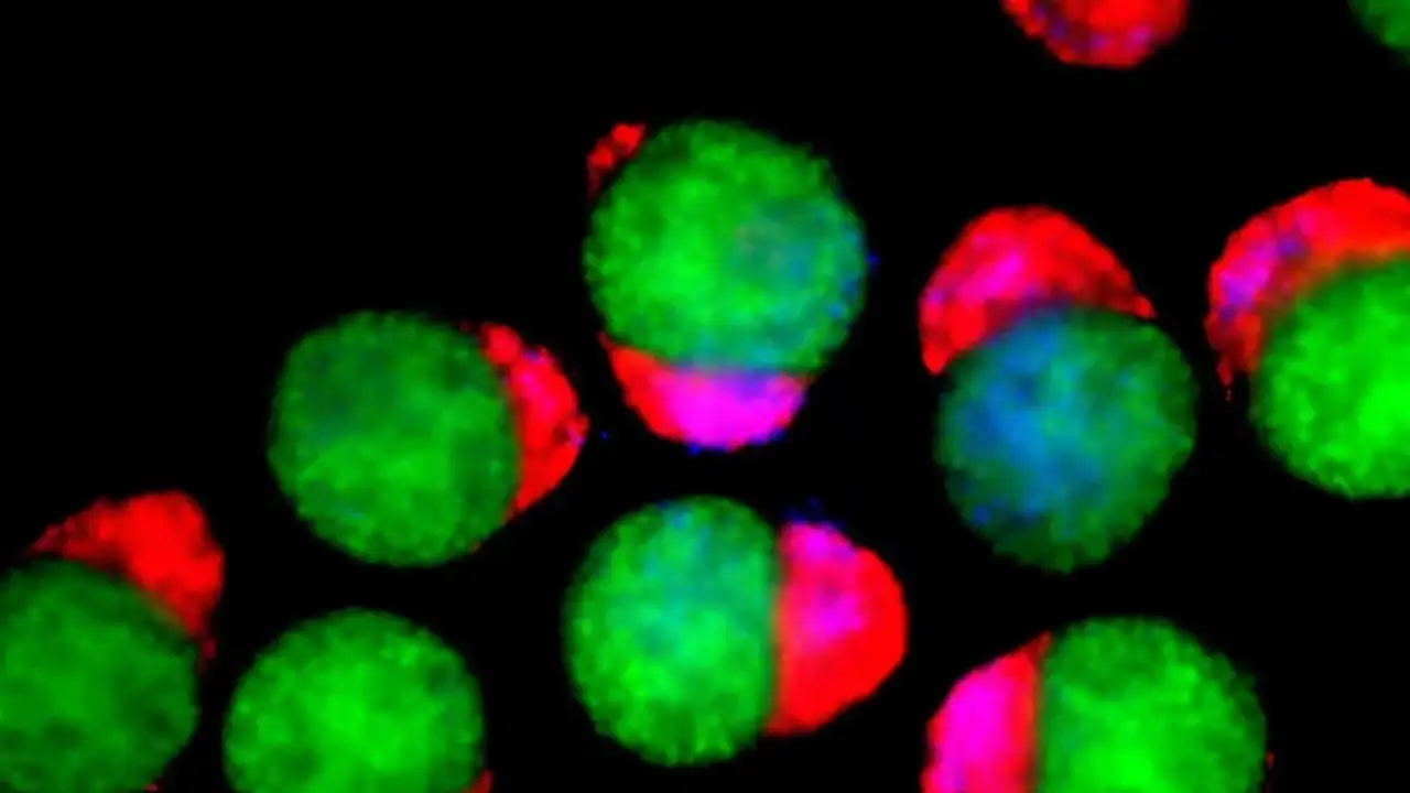 Модели эмбрионов на 4-й день.