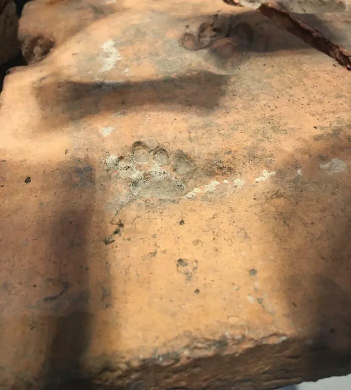 Отпечаток собачьей лапы 2000-летней давности.