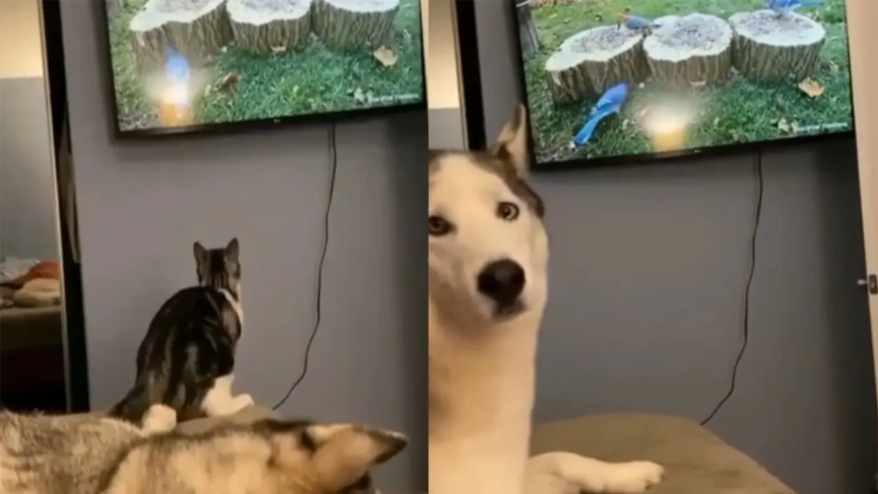 Кот атаковал птицу в телевизоре и напугал брата-пса.