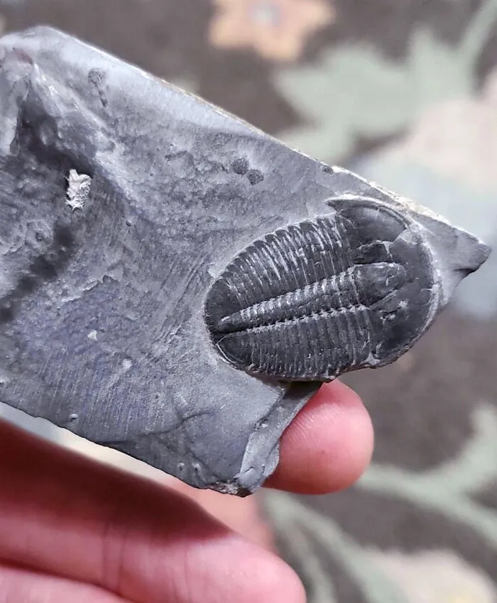 «Нашел это ископаемое сегодня».